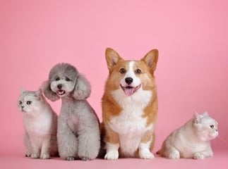 Assurance son animal de compagnie